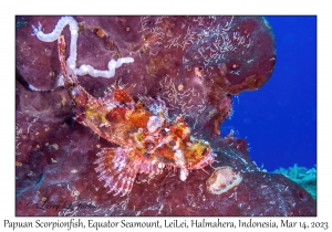 Papuan Scorpionfish