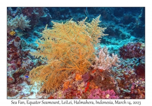 Sea Fan