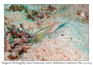 Tangaroa Shrimpgoby