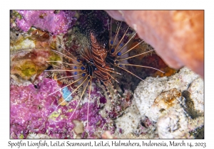 Spotfin Lionfish