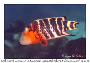 Redbreasted Wrasse