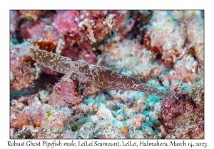 Robust Ghost Pipefish male