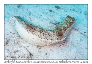 Amberfish Sea Cucumber