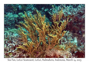 Sea Fan