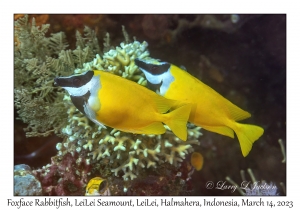 Foxface Rabbitfish