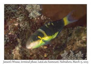 Jansen's Wrasse