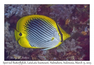 Spot-tail Butterflyfish