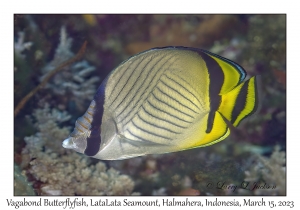 Vagabond Butterflyfish