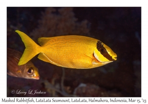 Masked Rabbitfish