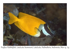 Foxface Rabbitfish