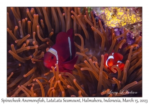 Spinecheek Anemonefish