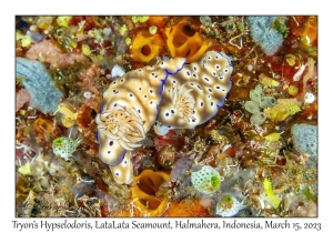 Tryon's Hypselodoris