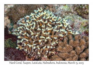 Hard Coral