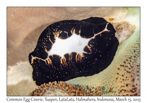 Common Egg Cowrie