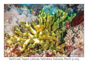 Hard Coral