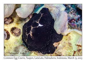 Common Egg Cowrie