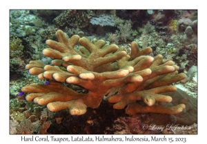 Hard Coral