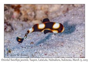 Oriental Sweetlips juvenile