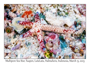 Multipore Sea Star