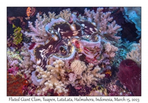 Fluted Giant Clam