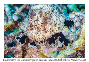 Blackspotted Sea Cucumber