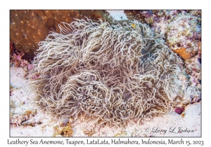 Leathery Sea Anemone