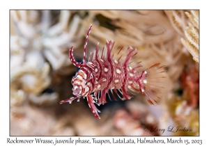 Rockmover Wrasse