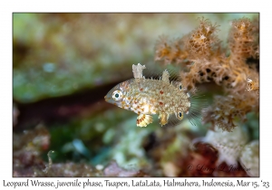 Leopard Wrasse