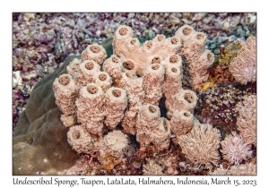 Undescribed Sponge