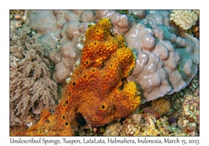 Undescribed Sponge