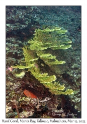 Hard Coral