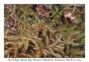 Star Polyps