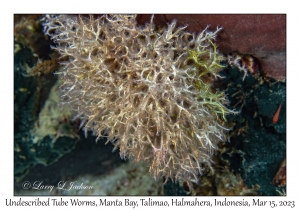 Undescribed Tube Worms