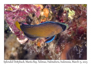 Splendid Dottyback