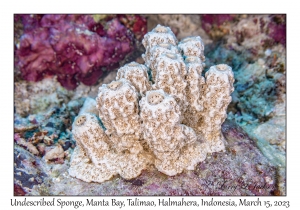 Undescribed Sponge