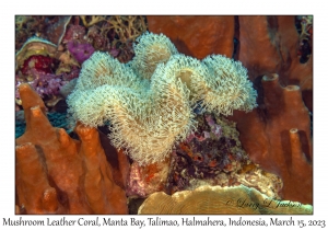 Mushroom Leather Coral