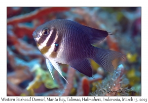 Western Barhead Damsel