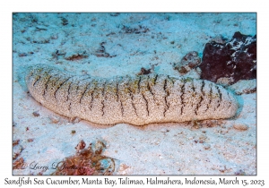 Sandfish Sea Cucumber