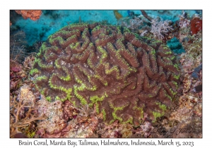 Brain Coral