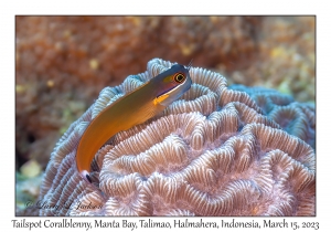 Tailspot Coralblenny