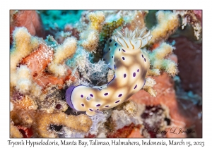 Tryon's Hypselodoris