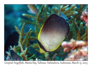 Graytail Angelfish