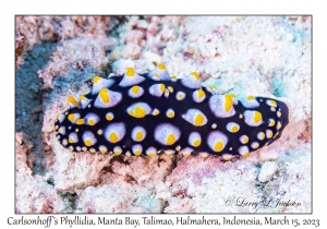 Carlsonhoff's Phyllidia